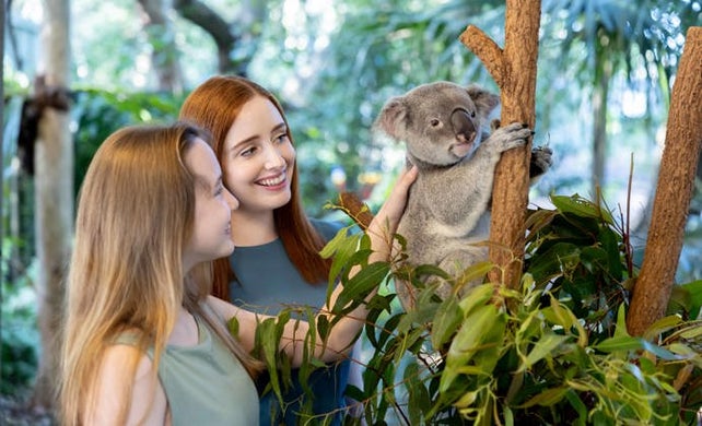 Image of Koala Moment - Meet a Koala