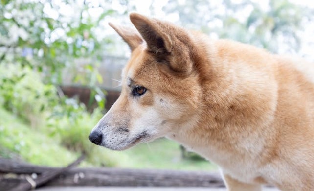 Image of Dingo Encounter