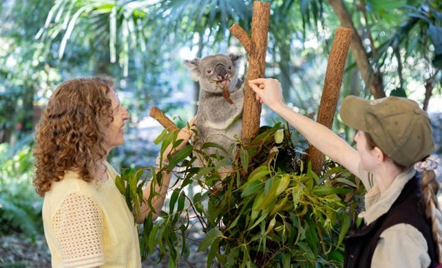 Image of Koala Close Up - Get Up Close & Personal