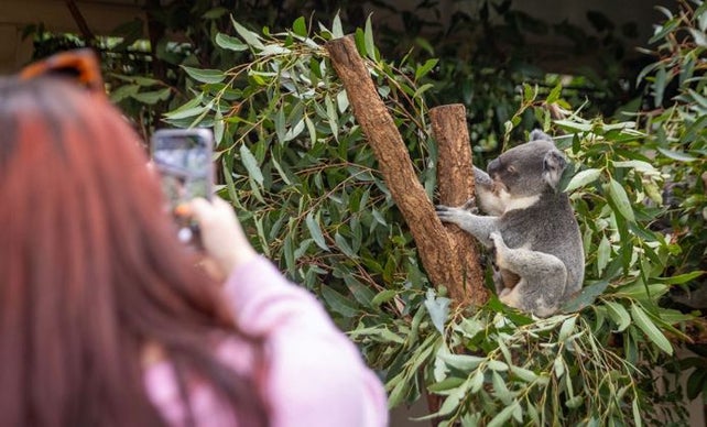 Image of Koala Discovery Tour PM