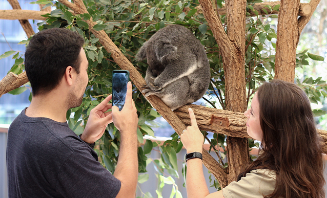 Image of Koala Discovery Tour AM